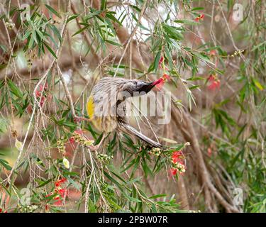 Un wattlebird rosso australiano (Anthochaera carunculata) che mangia su un fiore di callistemon rosso (pennello da fondo) Foto Stock