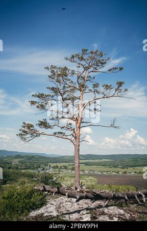 pino di lone su una collina contro il cielo blu Foto Stock