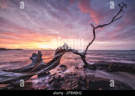 litorale, lava e aree di vegetazione sulla grande isola delle hawaii Foto Stock