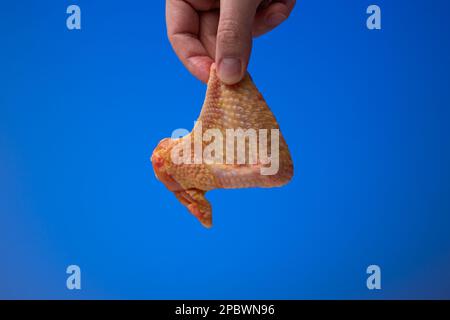 Ala di pollo crudo crudo crudo e fresco tenuto tra le dita da mano maschio caucasica. Primo piano ripresa in studio, isolata su sfondo blu. Foto Stock