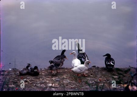 Le anatre formano un gruppo di numerose specie di uccelli che si trovano nella famiglia Anatidae. Anatre sembrano simili a oche e cigni (dalla famiglia stessa) ma sono più piccoli, Foto Stock