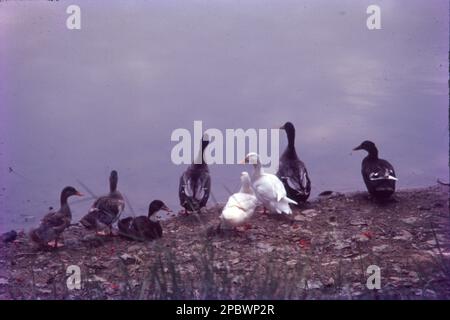 Le anatre formano un gruppo di numerose specie di uccelli che si trovano nella famiglia Anatidae. Anatre sembrano simili a oche e cigni (dalla famiglia stessa) ma sono più piccoli, Foto Stock