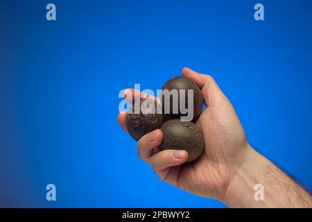 Maracuya cruda intera o frutti della passione tenuti in mano da maschio caucasico. Primo piano ripresa in studio, isolata su sfondo blu. Foto Stock