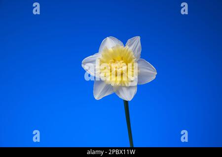 Gambo unico di un fiore fresco di primavera Narcissus. Primo piano ripresa in studio, isolata su sfondo blu. Foto Stock