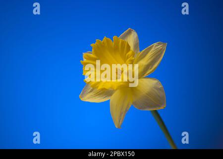 Gambo unico di un fiore fresco di primavera Narcissus. Primo piano ripresa in studio, isolata su sfondo blu. Foto Stock
