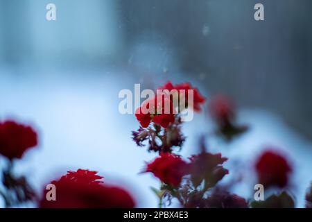 Una bella kalanchoe multicolore con foglie verdi cresce in un vaso di fiori sullo sfondo di una finestra invernale. Primo piano. Fiori interni Foto Stock