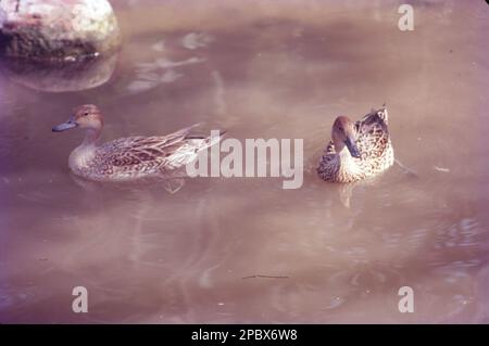 Le anatre formano un gruppo di numerose specie di uccelli che si trovano nella famiglia Anatidae. Anatre sembrano simili a oche e cigni (dalla famiglia stessa) ma sono più piccoli, Foto Stock