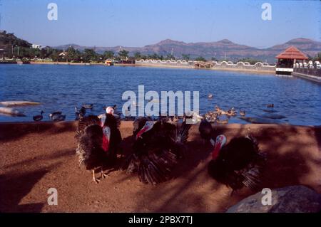 Le anatre formano un gruppo di numerose specie di uccelli che si trovano nella famiglia Anatidae. Anatre sembrano simili a oche e cigni (dalla famiglia stessa) ma sono più piccoli, Foto Stock