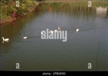 Le anatre formano un gruppo di numerose specie di uccelli che si trovano nella famiglia Anatidae. Anatre sembrano simili a oche e cigni (dalla famiglia stessa) ma sono più piccoli, Foto Stock