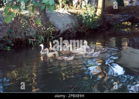 Le anatre formano un gruppo di numerose specie di uccelli che si trovano nella famiglia Anatidae. Anatre sembrano simili a oche e cigni (dalla famiglia stessa) ma sono più piccoli, Foto Stock