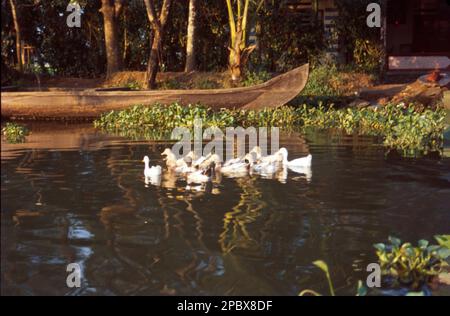 Le anatre formano un gruppo di numerose specie di uccelli che si trovano nella famiglia Anatidae. Anatre sembrano simili a oche e cigni (dalla famiglia stessa) ma sono più piccoli, Foto Stock