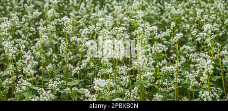 Paesaggio rurale. Campo di grano saraceno in fiore. Grano saraceno fresco in fiore in primavera su campo contro cielo blu con nuvole. Buon raccolto Foto Stock