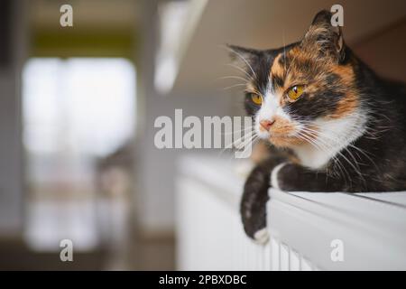 Vita domestica con animale domestico. Ritratto di carino gatto tabby mentre sdraiato sul riscaldatore a casa. Foto Stock