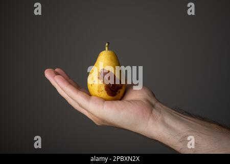 Pera parzialmente matura o rovinata tenuta in mano da mano maschio caucasica. Primo piano ripresa da studio, isolata su sfondo grigio scuro. Foto Stock