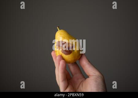 Pera parzialmente matura o rovinata tenuta in mano da mano maschio caucasica. Primo piano ripresa da studio, isolata su sfondo grigio scuro. Foto Stock