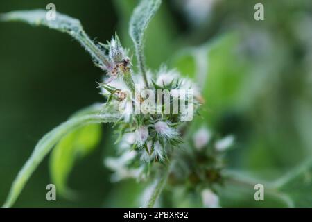 Leonurus cardiaca, motherwort, throw-wort, lion's ear, leone's tail pianta medicinale con foglie opposte margini seghettati fioritura in estate Foto Stock