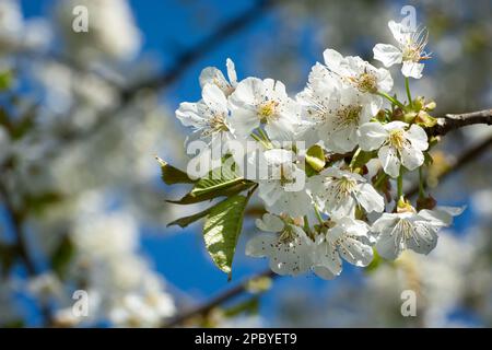Un gruppo di fiori di ciliegio bianco su un ramo, vista maggio Foto Stock