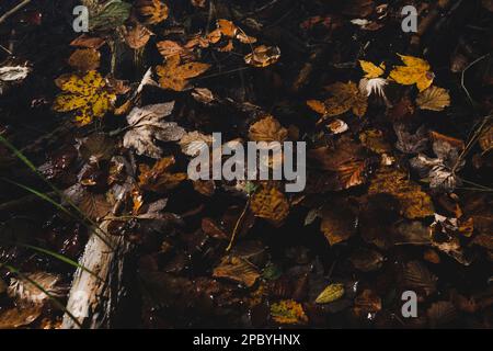 Foglie di acero giallo e marrone chiaro con macchie e vene su superficie che cade da tronco di albero asciutto in caduta dentro luce del giorno Foto Stock