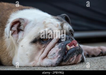 Vecchia femmina inglese bulldog che si stanca a terra. Chiusura del colpo della testa, nessuna gente. Foto Stock