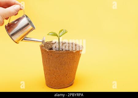 Piantando piccolo in un mucchio di suolo. Donna femmina acqua mano una germogliatura in una pentola di torba da un annaffiatoio giocattolo può isolato su uno sfondo giallo arancione vicino Foto Stock