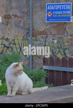 Gatto randagio in fron toa cani vietato segno nei vicoli abitati nel Castello di Chios, Isola di Chios, Grecia Foto Stock
