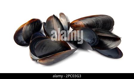 Aprire le conchiglie di cozze vuote su sfondo bianco Foto Stock