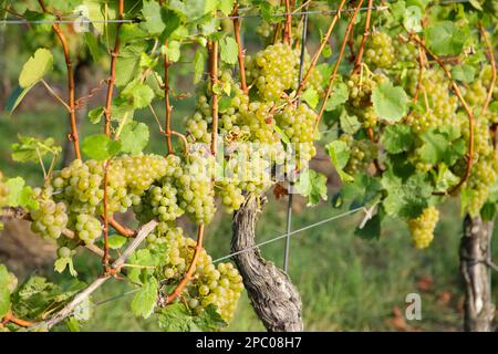 Piantagione di vino in autunno a Bad Sulza - Turingia, Germania Foto Stock