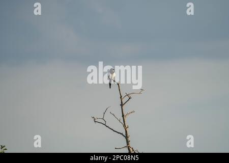 Con il suo chiasso rumoroso, il piumaggio bianco e nero e la coda lunga, non c'è nient'altro che la magpie nel Regno Unito. Una volta visto primo piano il suo nero Foto Stock