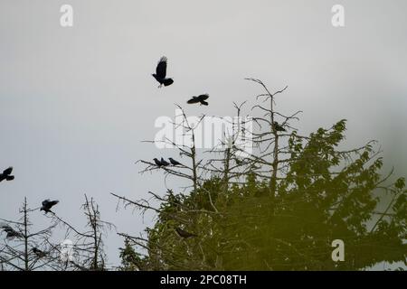 I corvi sono conosciuti in gran parte del continente: Grandi, intelligenti, tutti neri uccelli con voci rauche e capricci. Sono attrazioni comuni in cime d'albero, fie Foto Stock