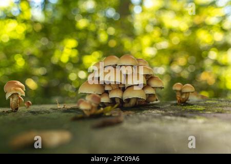 Mazzo di funghi selvatici che crescono su ceppi di alberi nella foresta in Europa nel mese di ottobre. Primo piano sparato al livello del suolo, nessuna gente Foto Stock