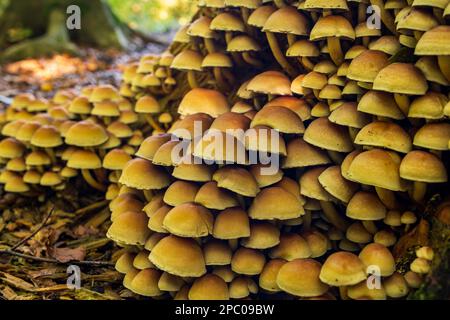 Mazzo di funghi selvatici che crescono su ceppi di alberi nella foresta in Europa nel mese di ottobre. Primo piano sparato al livello del suolo, nessuna gente Foto Stock