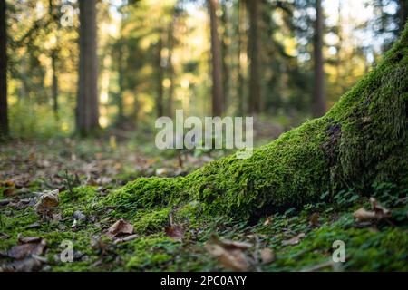 Muschio verde e foglie autunnali su radici di tronco d'albero in un giorno di autunno foresta. Inquadratura ravvicinata con angolazione ridotta, nessuna persona. Foto Stock