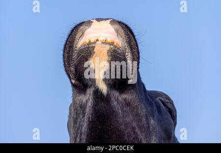 Il naso e la bocca della mucca, la testa che mostra i denti e le gengive che guardano in su, sniffing ed odorare nell'aria con il suo mento sollevato in alto Foto Stock