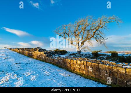 Inghilterra, Northumberland National Park, Adrian's Wall. Un piccolo tratto del Muro di Adriano vicino alla torretta dei carrelli neri. Foto Stock