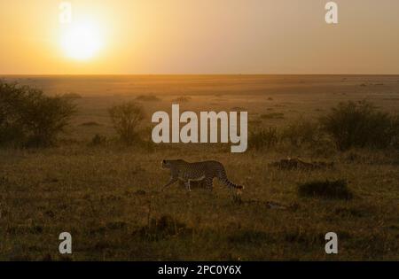 Un ghepardo che cammina nella pianura erbosa al tramonto, la sua forma muscolosa si stagliò contro il cielo dorato Foto Stock