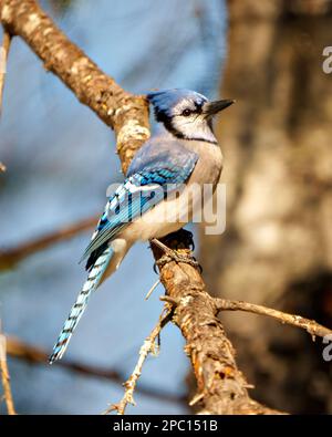 Vista laterale Blue Jay ravvicinata, arroccata su un ramo d'albero con sfondo sfocato nel suo ambiente e habitat circostante. Foto Jay. Ritratto di Jay. Foto Stock