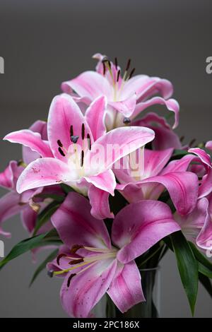 Mazzo di gigli orientali rosa in fiore in vaso. Primo piano ripresa in studio, nessuna persona. Foto Stock