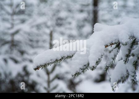 Snow covered pine or fir tree branch or twig. Close up telephoto shot, winter forest scene, no people. Foto Stock