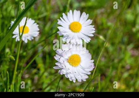 Primo piano foto di fiori bianchi di Bellis perennis, la margherita. È una specie europea della famiglia delle Asteraceae Foto Stock
