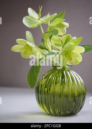 Una piccola posia di fiori di Helleborus argustifolius (elleboro di foglie d'agnello) tagliati dal giardino e raffigurati in un vaso di vetro verde a coste. Foto Stock