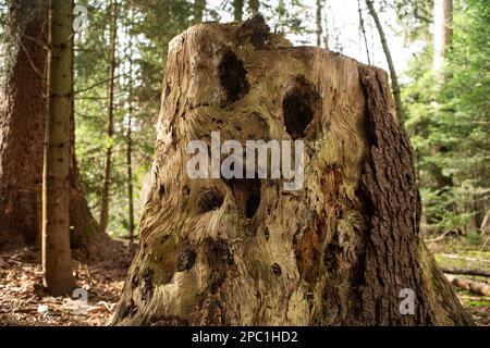 Un putrefazione asciugò su tronco di albero in una foresta. Inquadratura ravvicinata con angolazione ridotta, nessuna persona Foto Stock