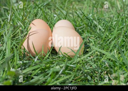 uova bio nell'erba Foto Stock