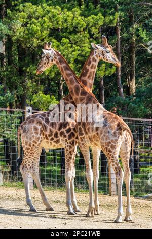 Due delle mandrie di bachelor di giraffe nubiane nel loro recinto all'aperto allo Zoo di Edimburgo in Scozia, Regno Unito Foto Stock