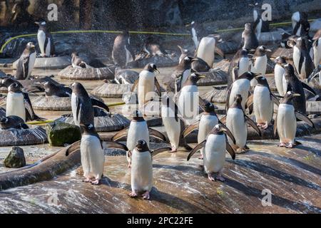 Pinguini Gentoo (pygoscelis papua) in piedi sotto spruzzi d'acqua nel recinto dei pinguini allo Zoo di Edimburgo in Scozia, Regno Unito Foto Stock