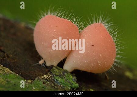 Cookeina solfipes, funghi Cup, ROSA BRUCIARE TAZZA su legno secco, fresco colorato, non commestibile. Foto Stock