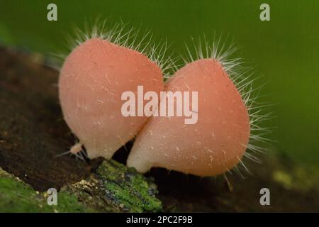 Cookeina solfipes, funghi Cup, ROSA BRUCIARE TAZZA su legno secco, fresco colorato, non commestibile. Foto Stock