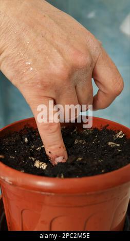 la mano di un uomo fa un buco nel terreno di un vaso di fiori marrone per piantare un seme per piantine primo piano tiro verticale, piantando semi in pentole in primavera Foto Stock