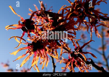 Hamamelis Jelena, Witch hazel, Hamamelis Flower, primi piani di petali arancioni, luce del sole Foto Stock