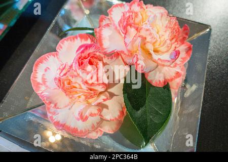 Mostra di camelie, Camellia Show Country Castle Zuschendorf, Camellia japonica 'Margaret Davis', flower, a Zuschendorf, Germania, marzo 11, 2023 Foto Stock