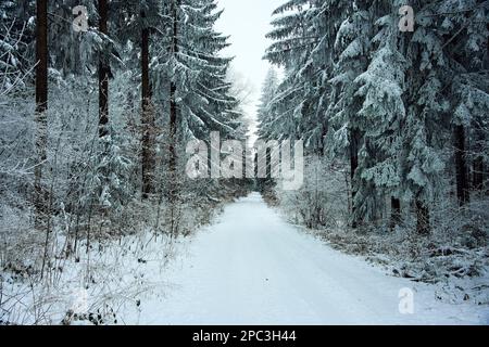 Strada innevata attraverso una foresta in inverno. Foto Stock